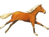 horse